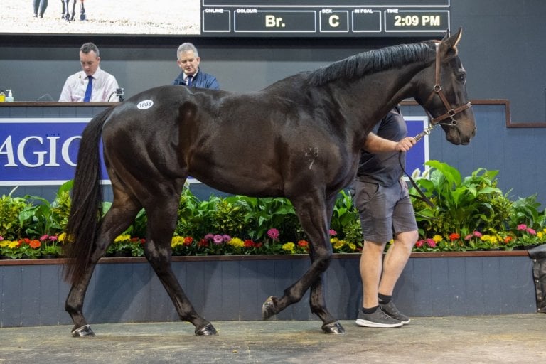 2020 National Yearling Sale