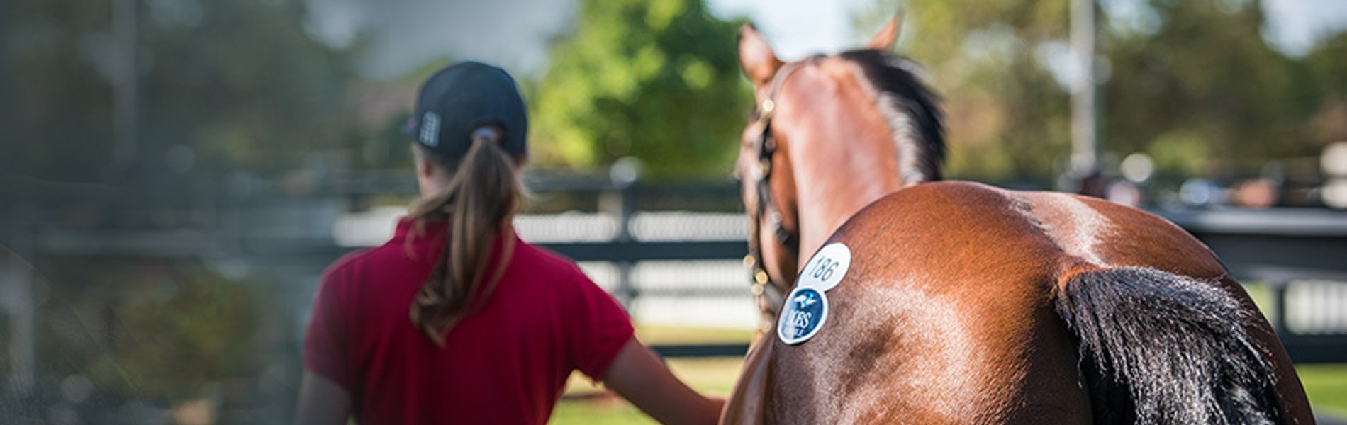 Magic Millions Magic Millions