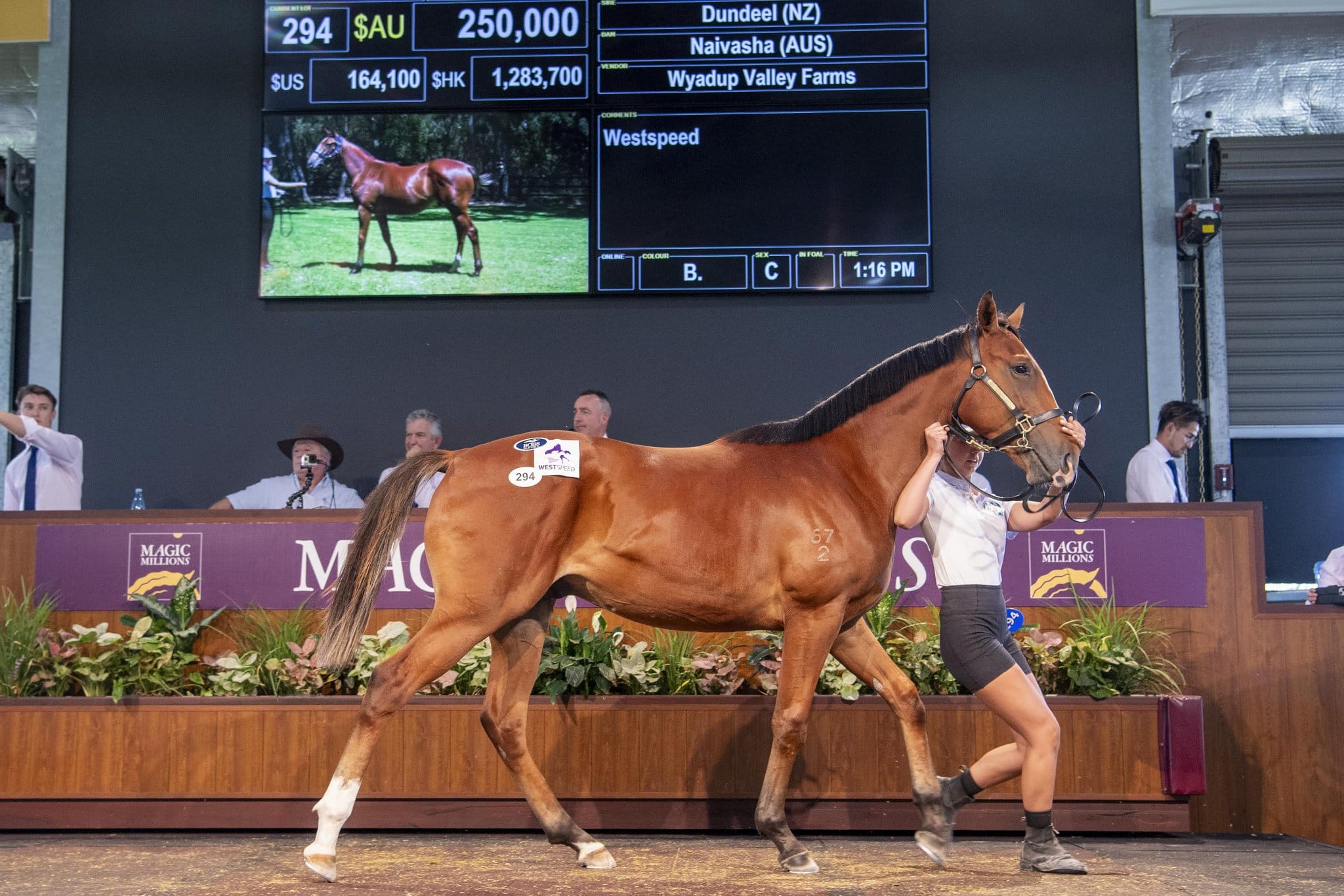 2024 Perth Yearling Sale Magic Millions