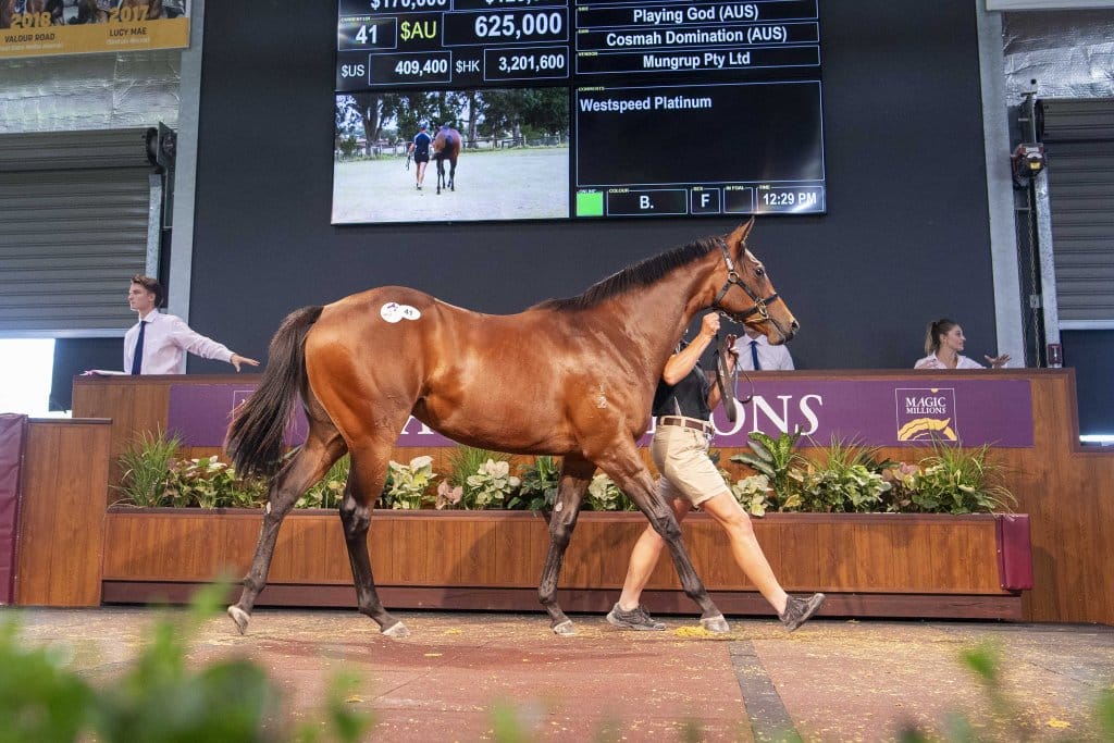 Playing God Filly Smashes Perth Yearling Sale Record Magic Millions