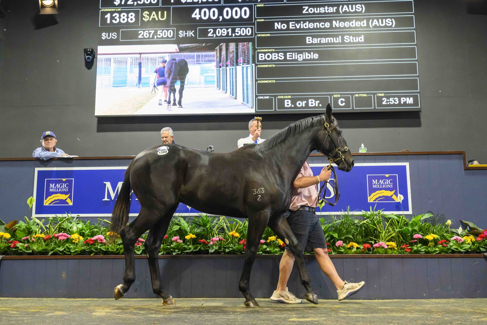 2024 Gold Coast National Yearling Sale Magic Millions