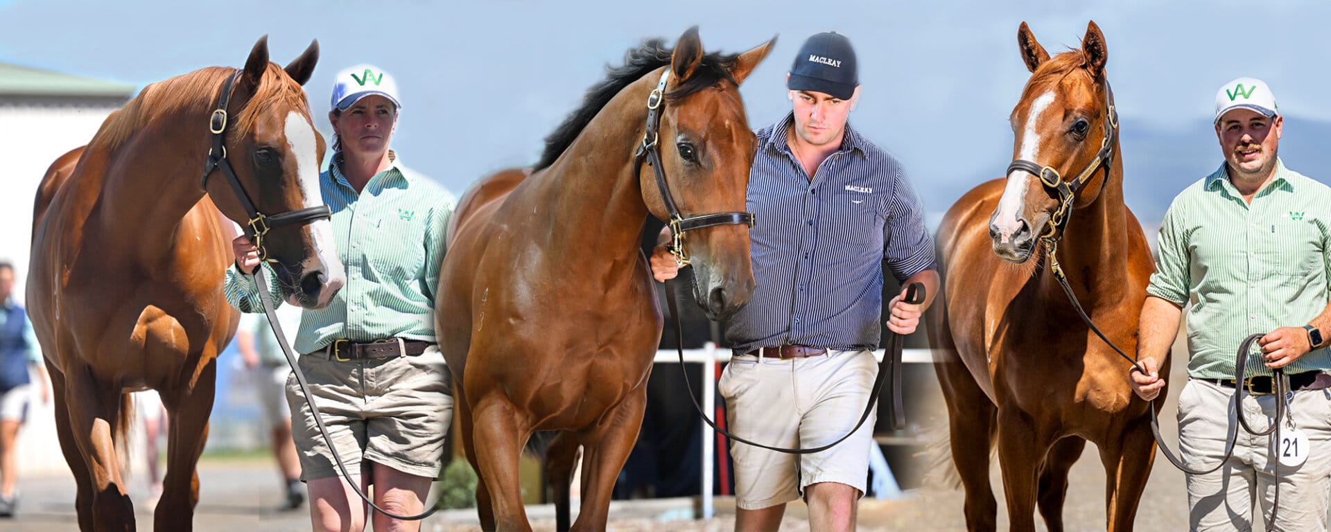 Trio of Quality Fillies Top Tasmanian Yearling Sale